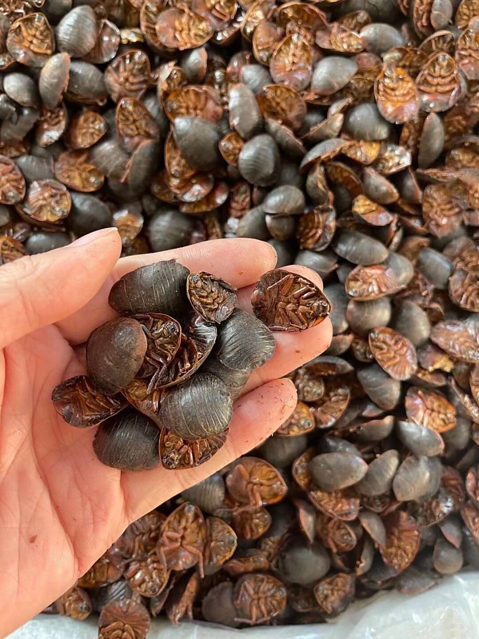 看图学习中药材-土鳖虫 别名 地鳖虫,土元,地乌龟,蟅虫 来源 为蜚蠊目