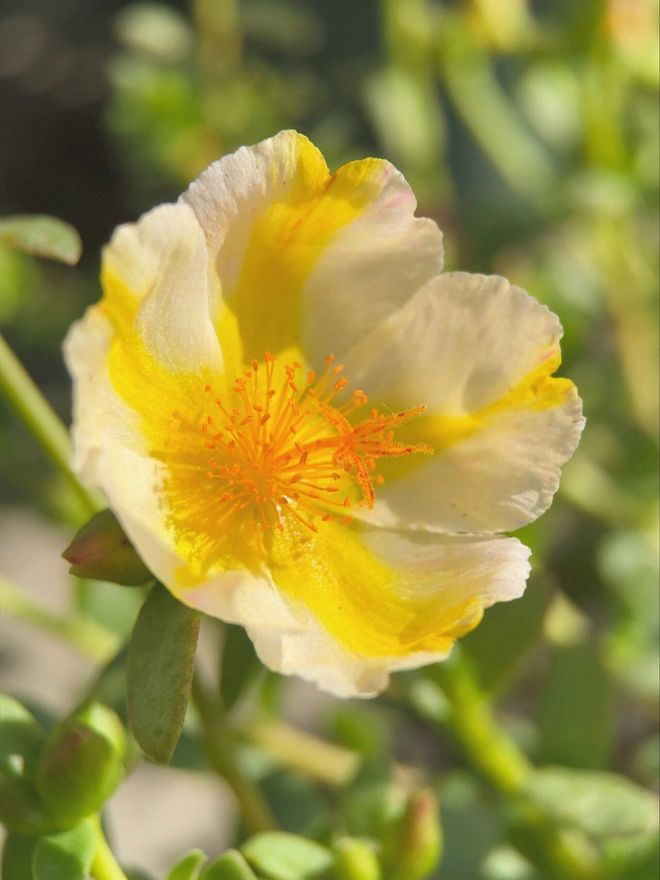 压轴出场的单瓣太阳花朝阳 朝阳真的是太美妙了,单朵颜色很丰富,一盆