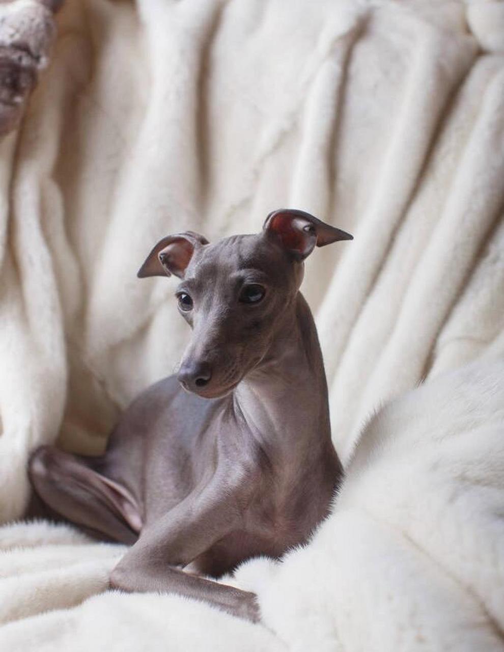 灵缇现在市场价大概在多少呀