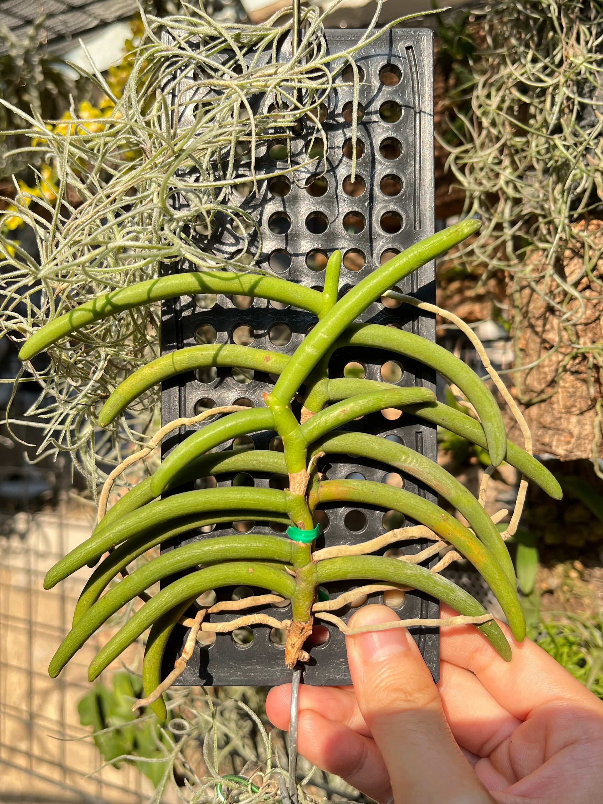 cleisostoma arietinum牛角兰