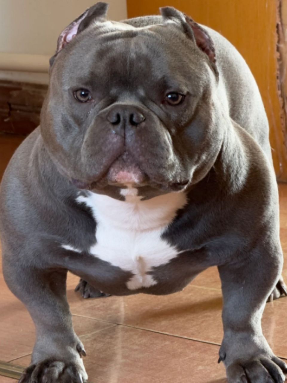 9894  恶霸犬,又称美国恶霸犬,是一种中型犬