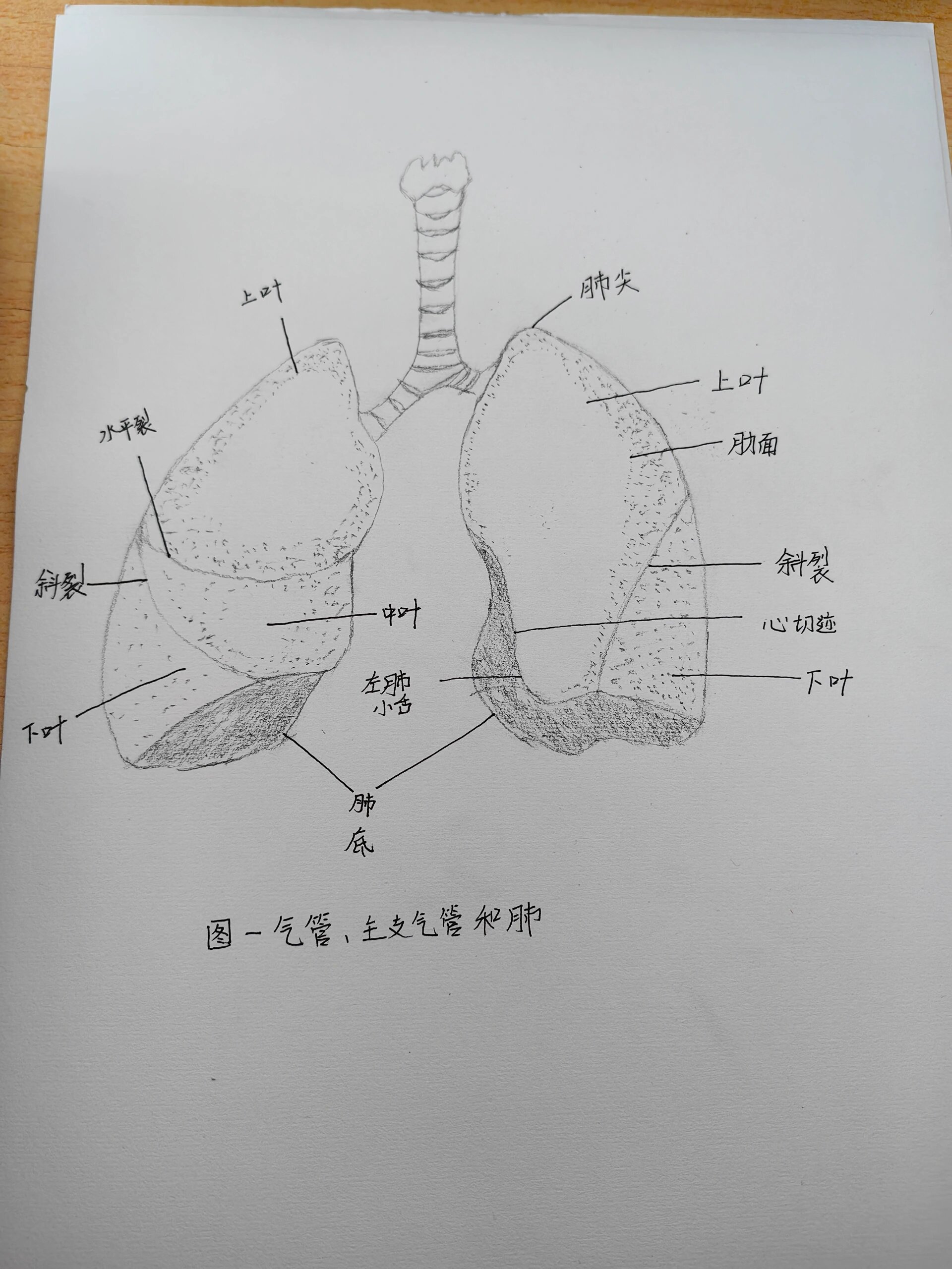 肺解剖手绘图