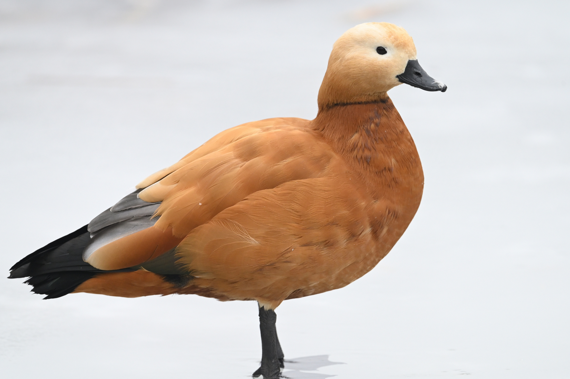 北京观鸟水鸟篇:麻鸭 麻鸭属一共有七种,北京常见的有两种,赤麻鸭和翘