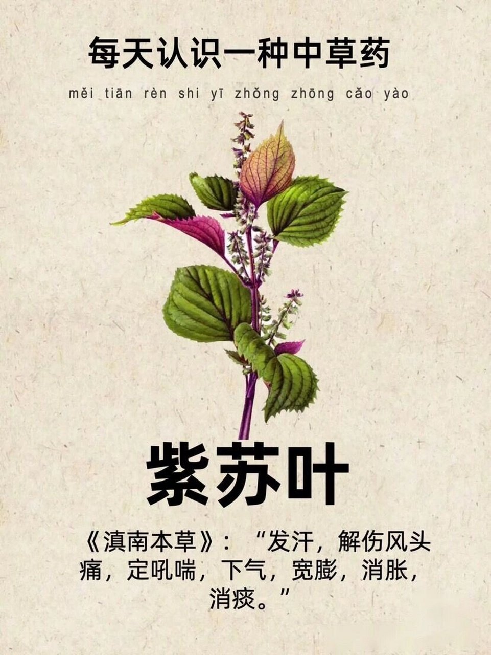 紫苏叶 【中药名】紫苏叶 【别名】头为苏头,梗为苏梗,叶为苏叶,药材