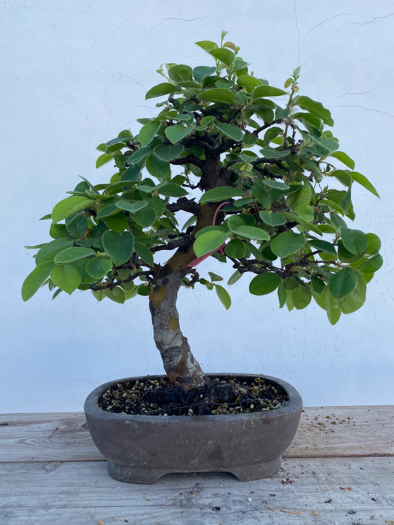 木瓜盆景 原盆进口日本花梨盆景,枝条丰满,主干老辣,能开花结果,盆养