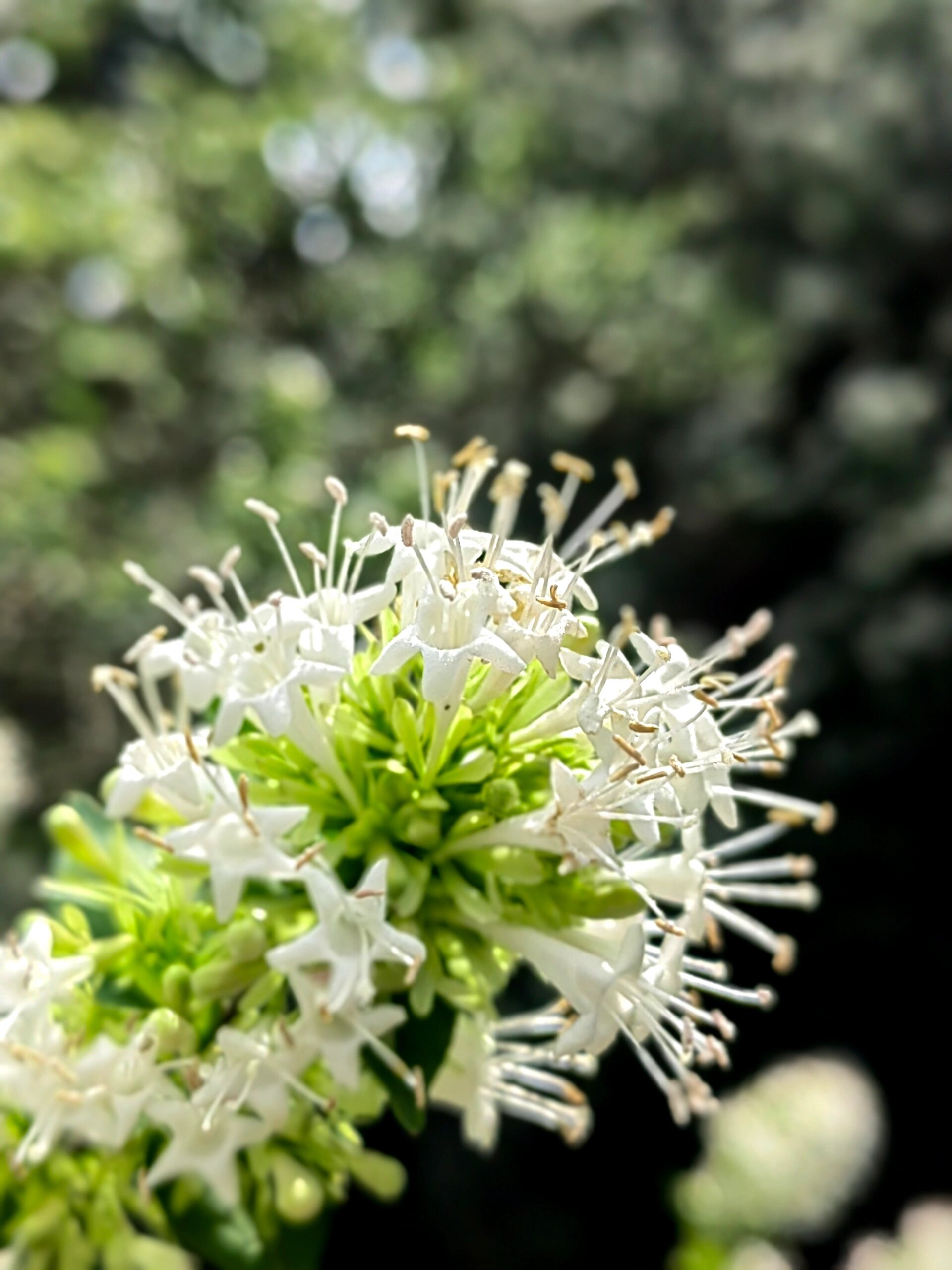 北海公园里的糯米条花盛开了 北海公园里的糯米条花盛开了,满树的小