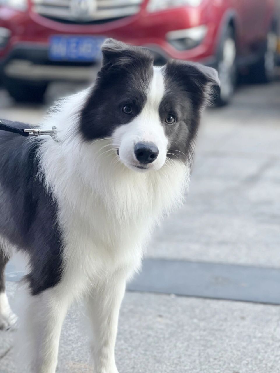 我家的蓝白小边牧﹐你家边牧是什么shai呀? 刚刚满三岁啦!