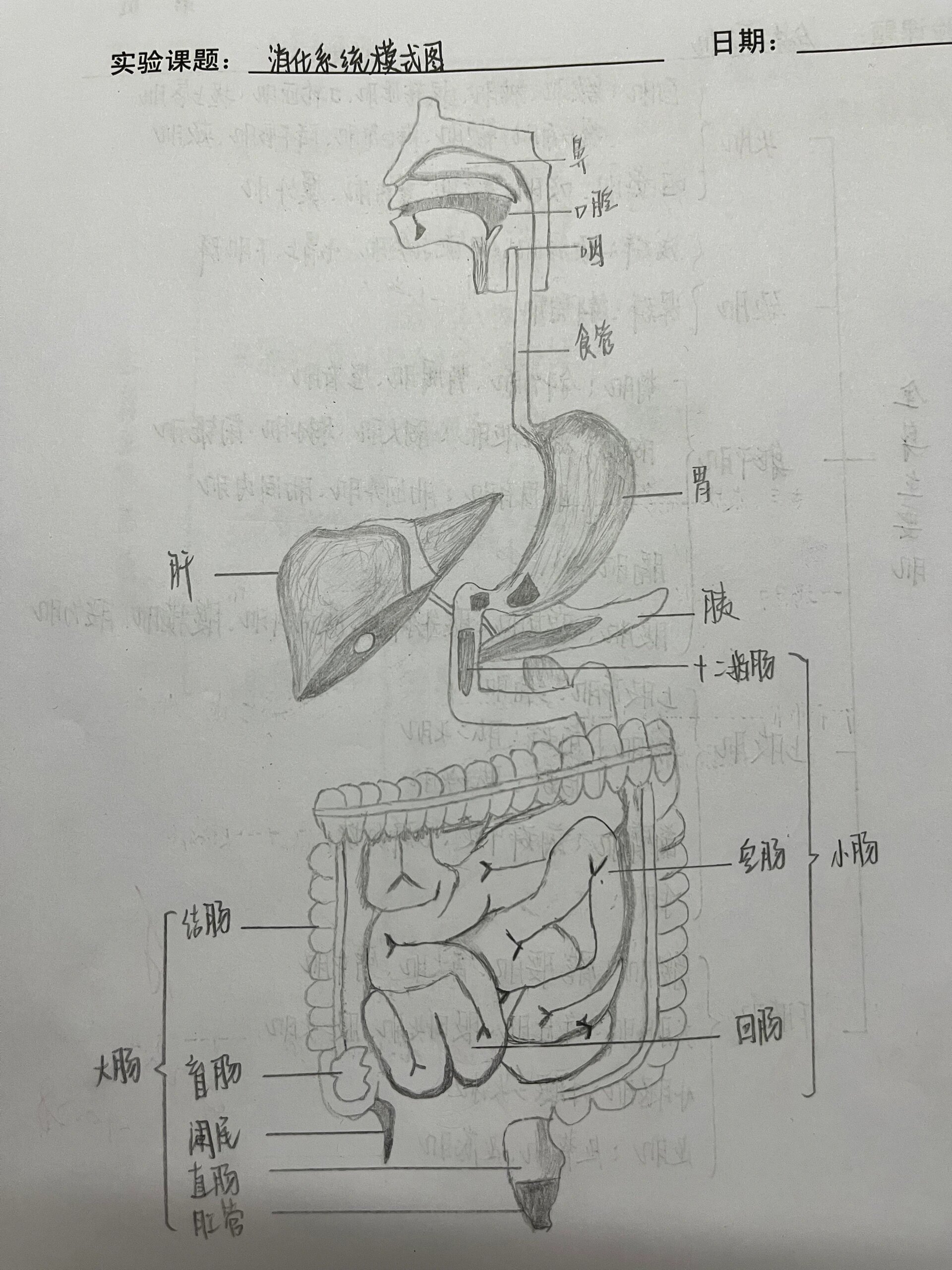 消化系统模式图手绘图图片