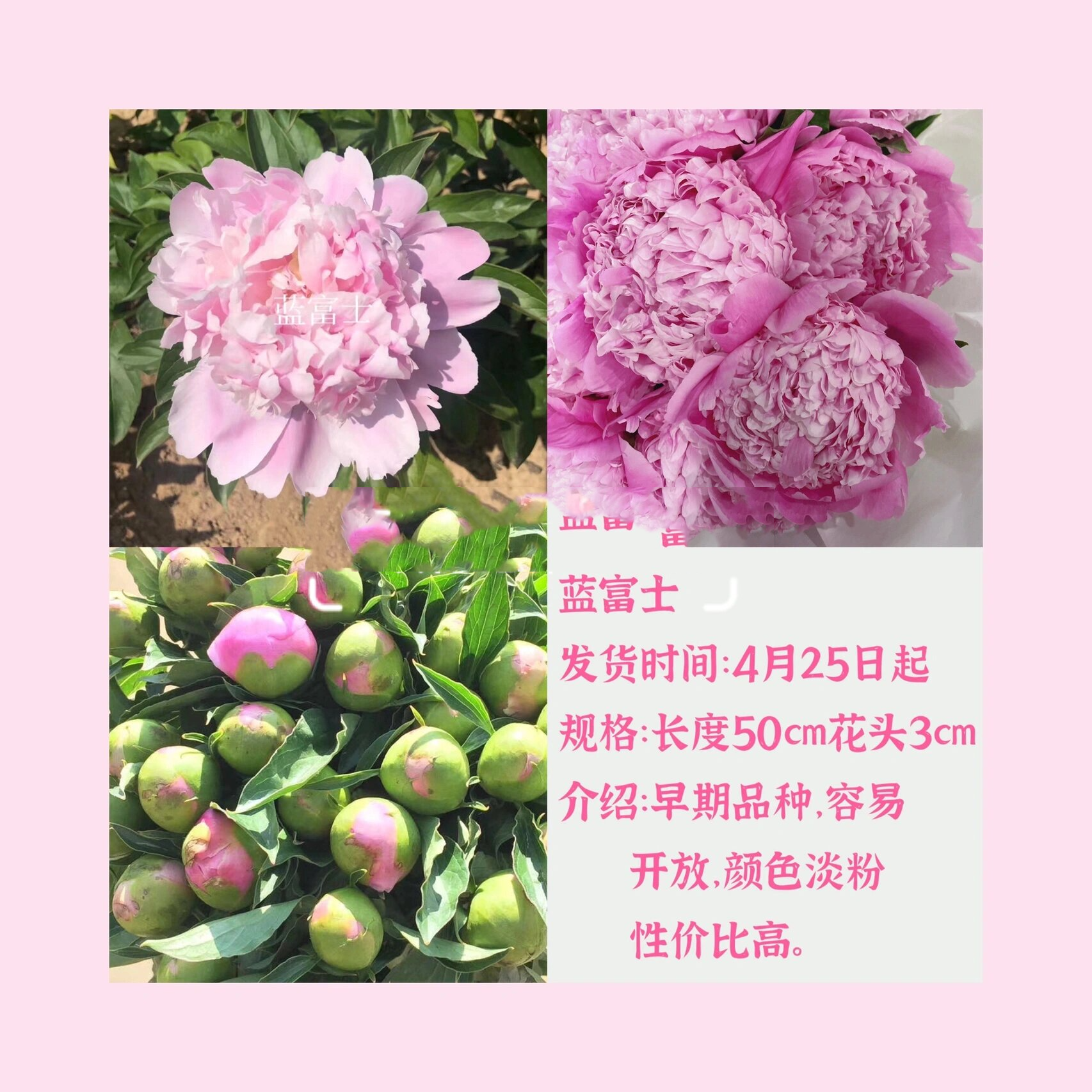 2022最全芍药出花时间