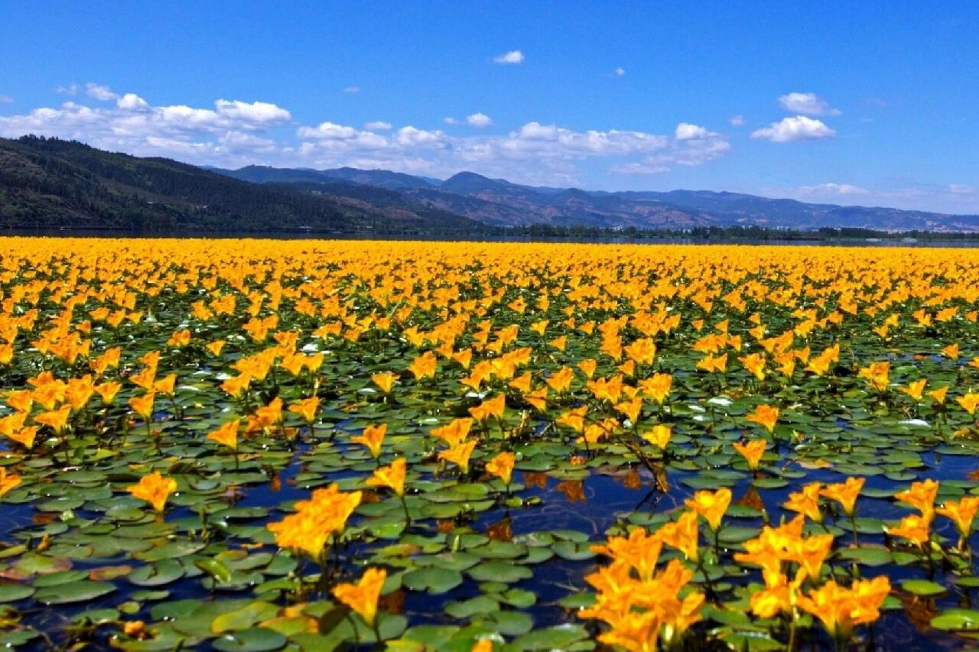 夏日植物|荇菜,诗经植物参差荇菜 左右流之 荇菜  花色:黄色 高度:5