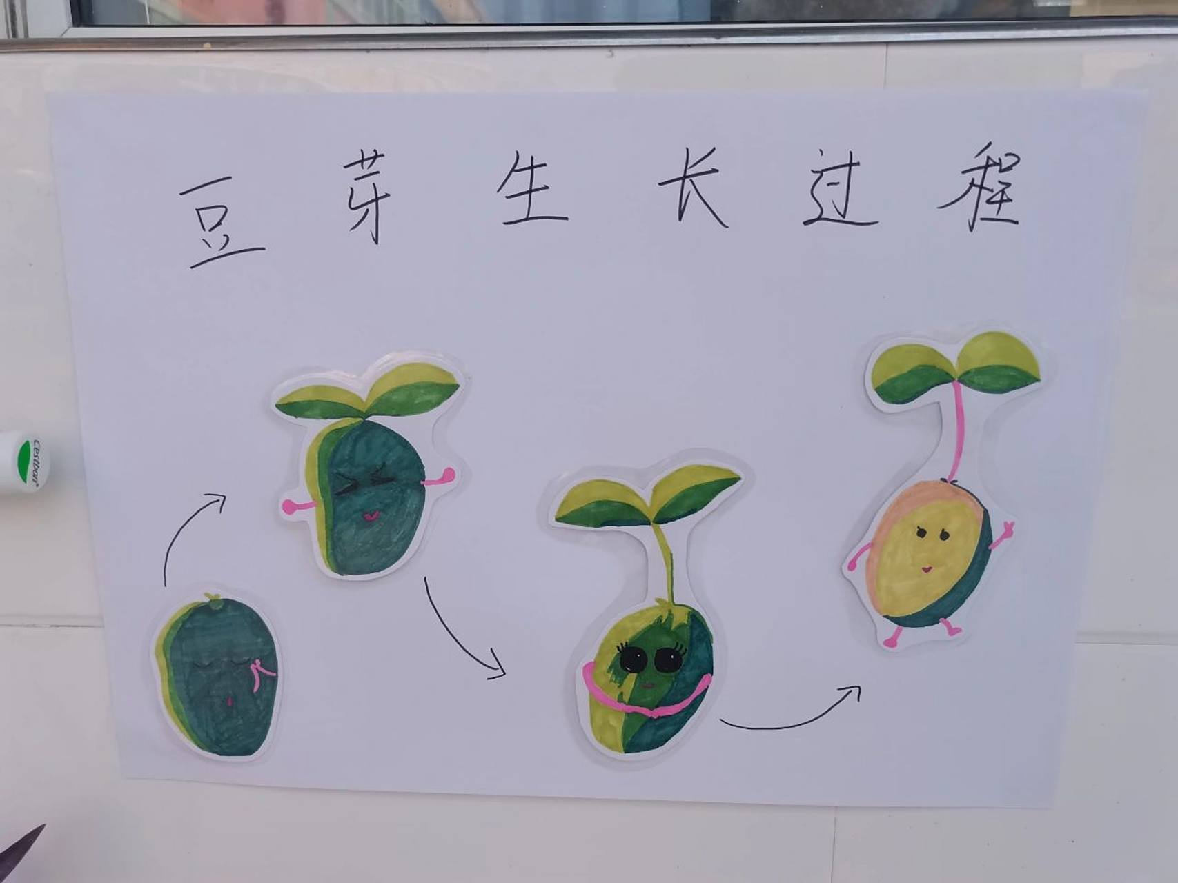 小豆芽的变化图画图片