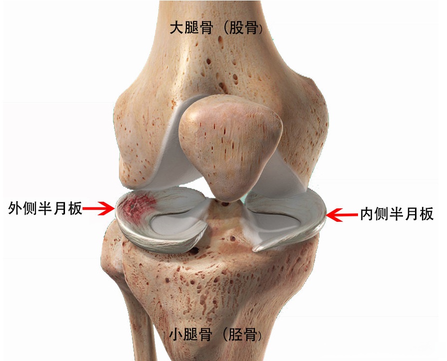 膝关节运动方向示意图图片