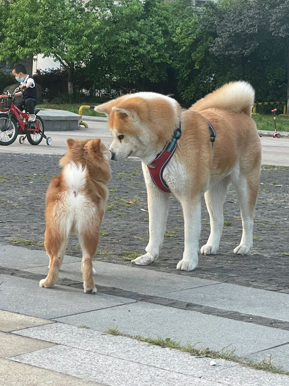 柴犬月份身高对照图图片