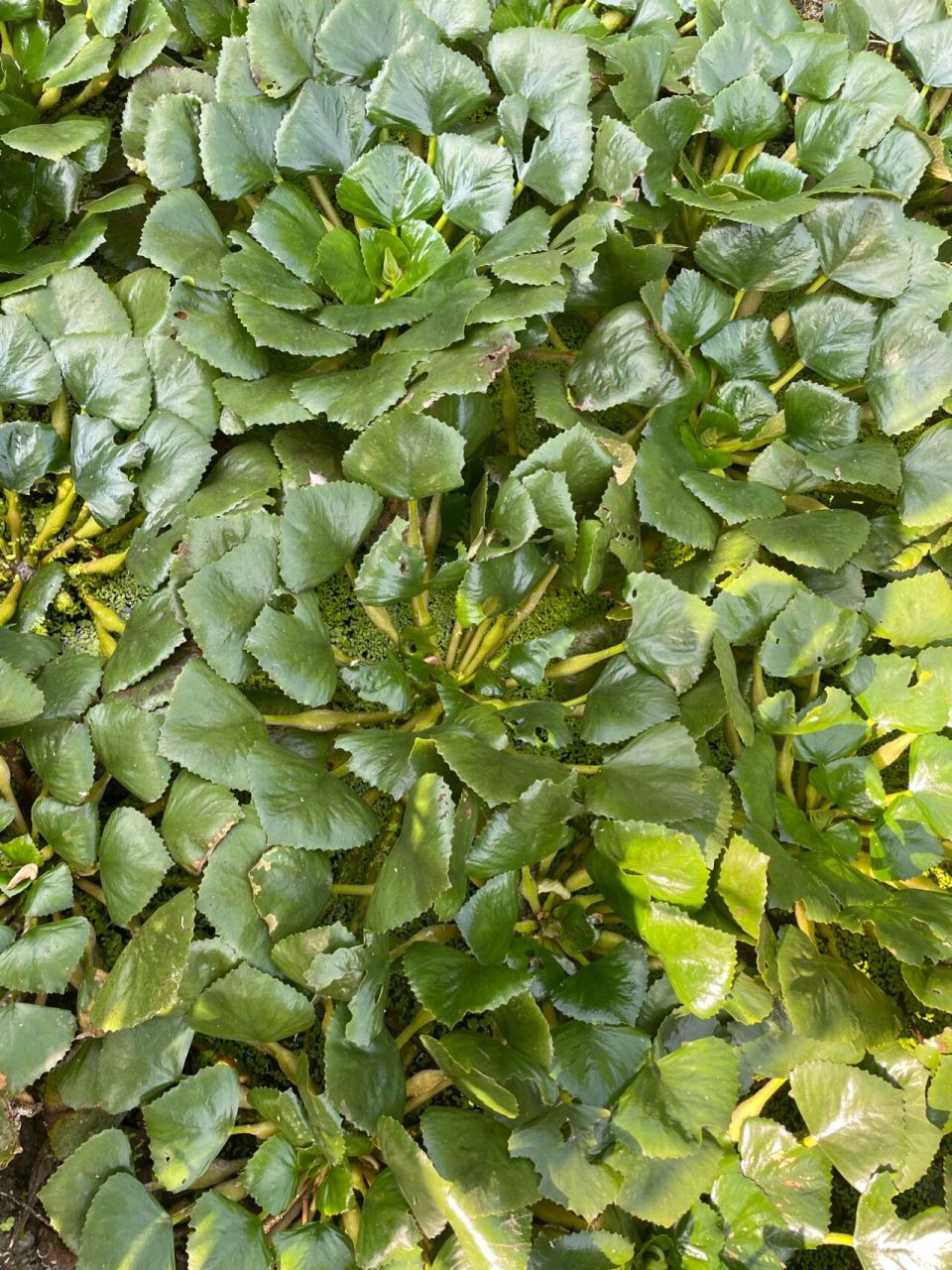 采菱角