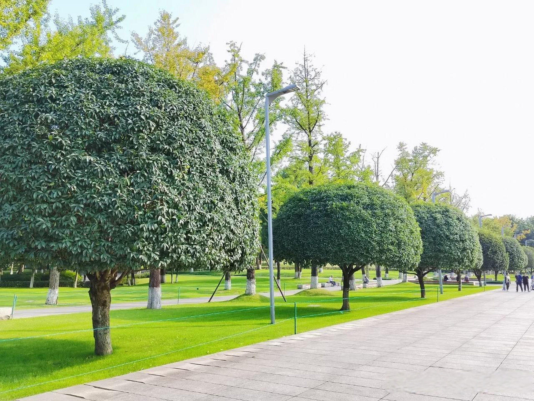 种植大量的伞型桂花树做中层行道树,伞型桂花是桂花常见的一种造型