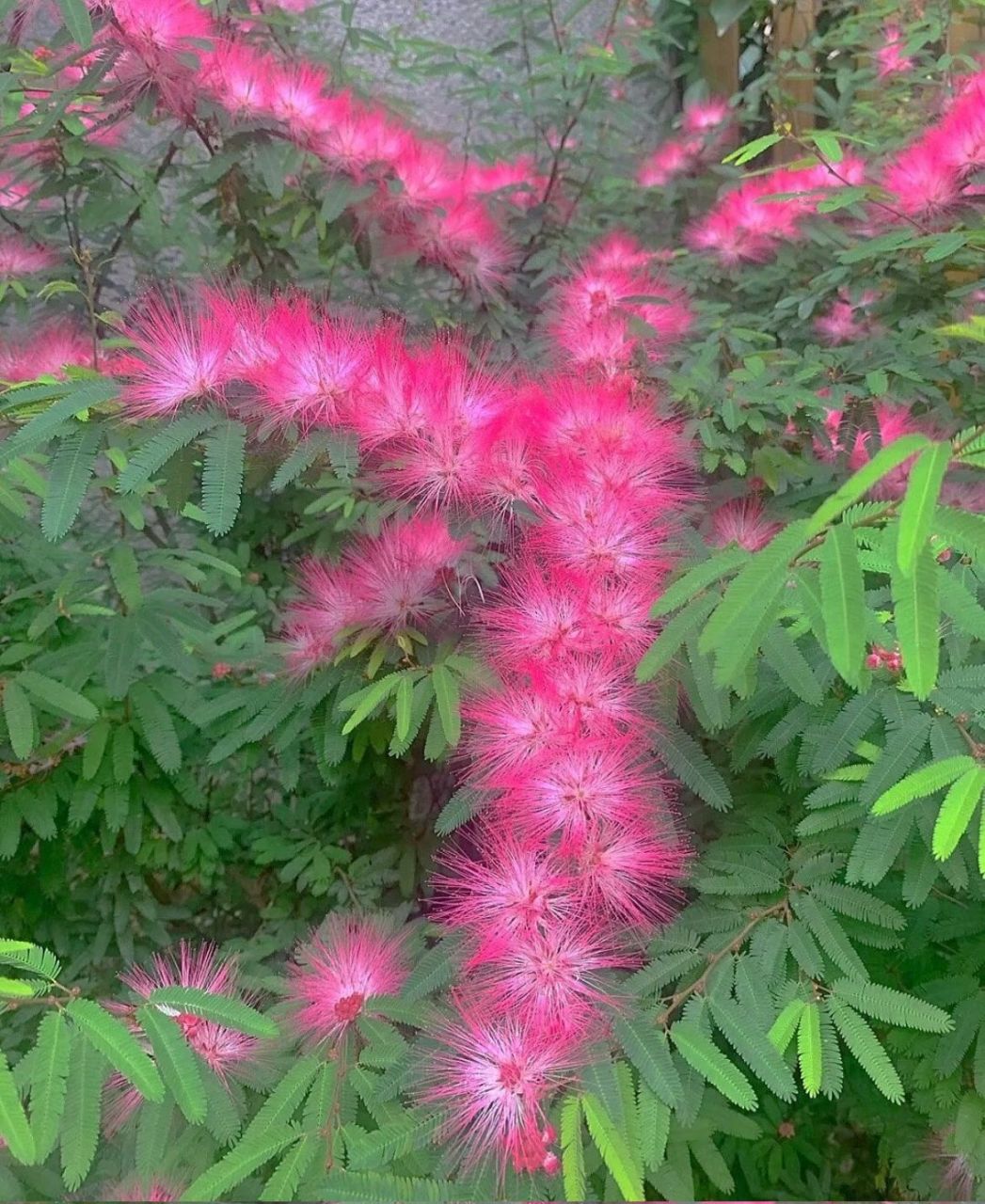 合欢花花语:代表合家欢乐,夫妻恩爱 合欢花花语:代表合家欢乐,夫妻