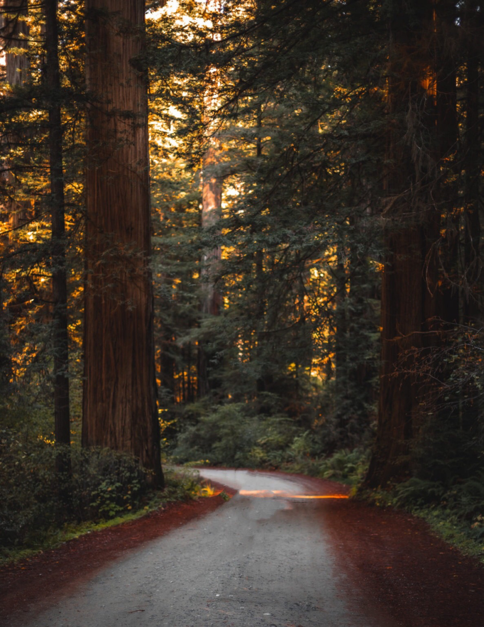 ins 最赞的国家公园之一  99红杉国家公园( redwood national park