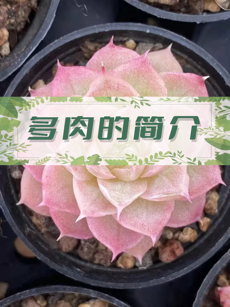 多肉的简介