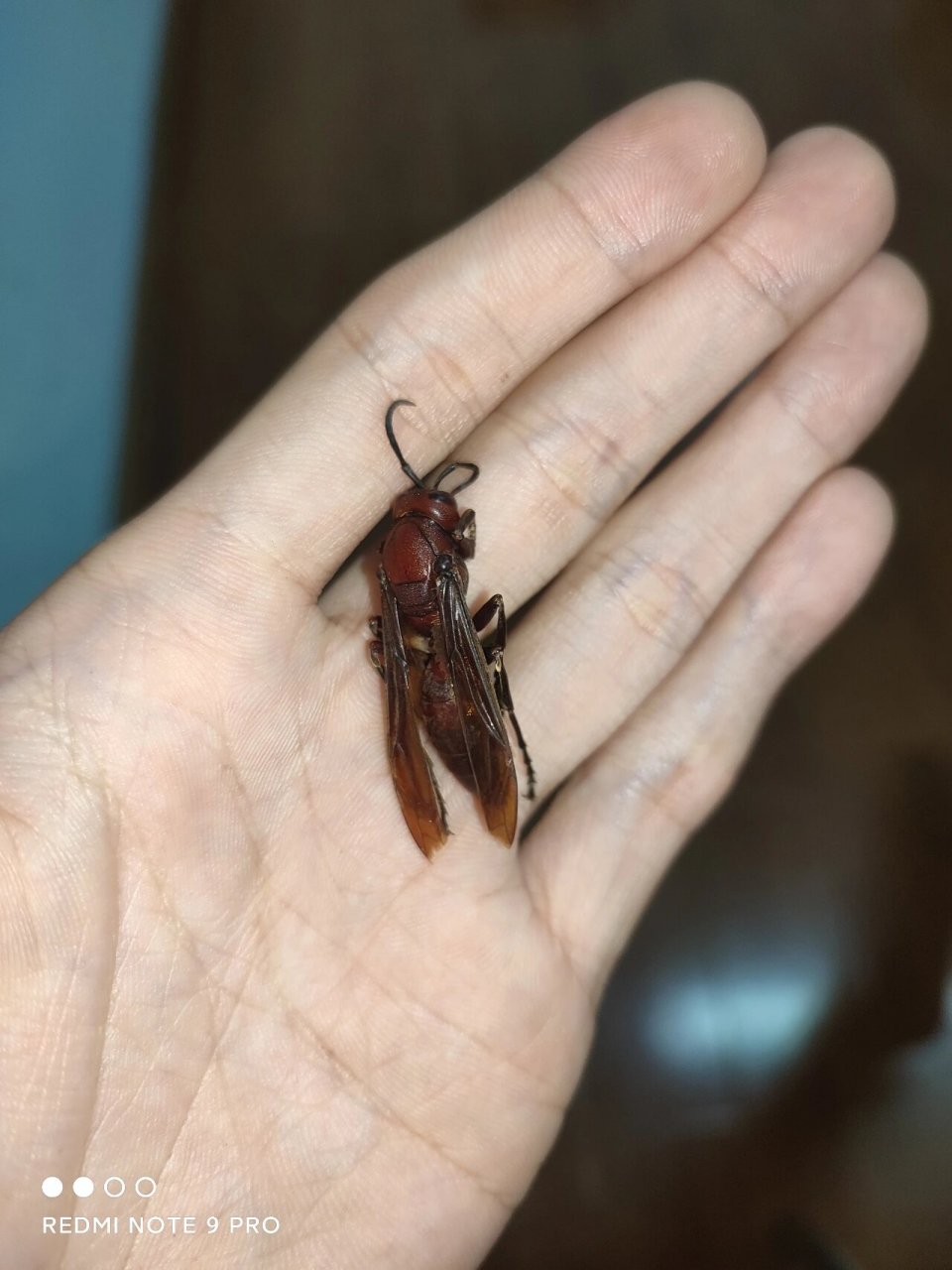 冬日里冻僵的棕马蜂