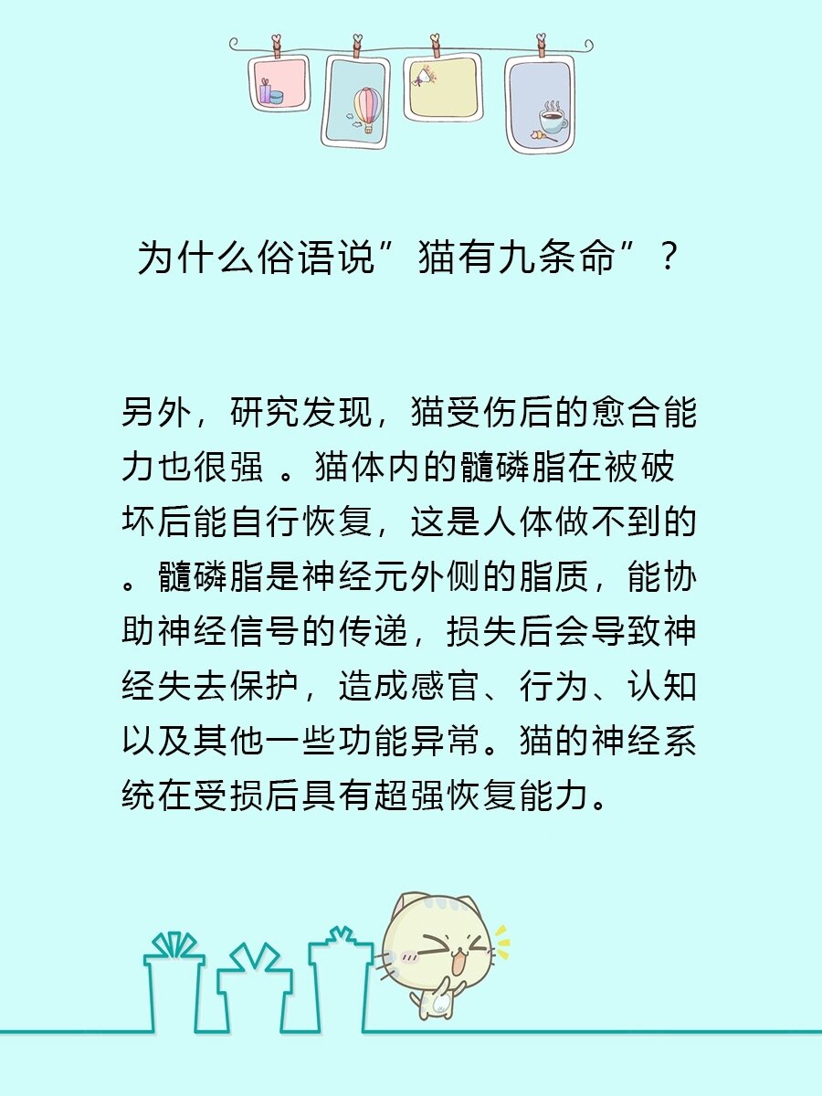 为什么说猫有九条命呢? 是因为,一条命 实在是不够它们作的!