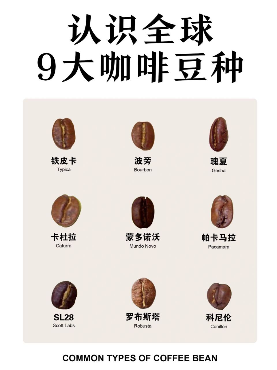 咖啡小白必须知道的9大咖啡豆品种6015收藏 今天来带大家认识9种
