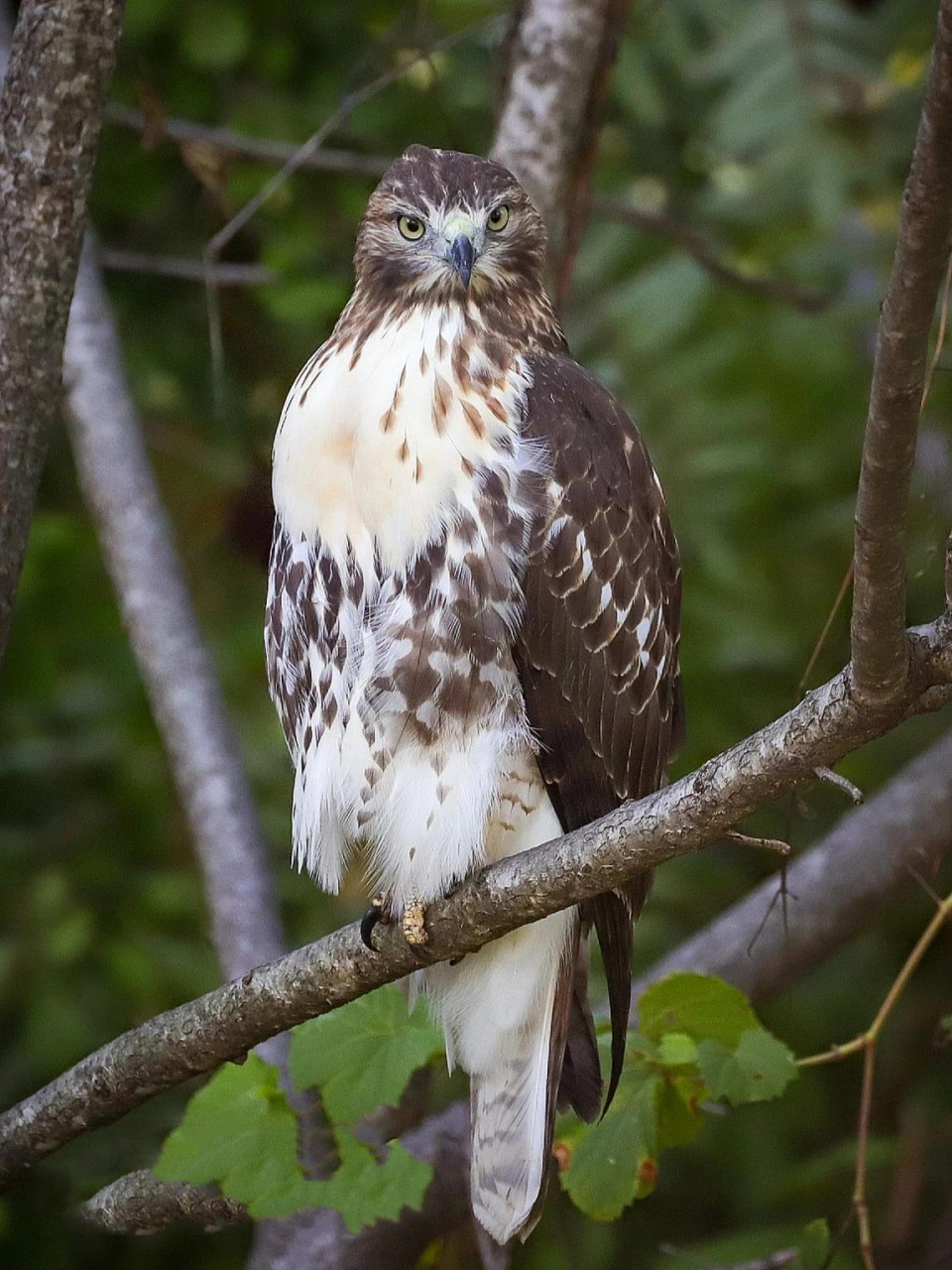 鸟类图鉴|美东的鹰隼 今天和大家分享一些我在美东拍摄的猫头鹰以外的