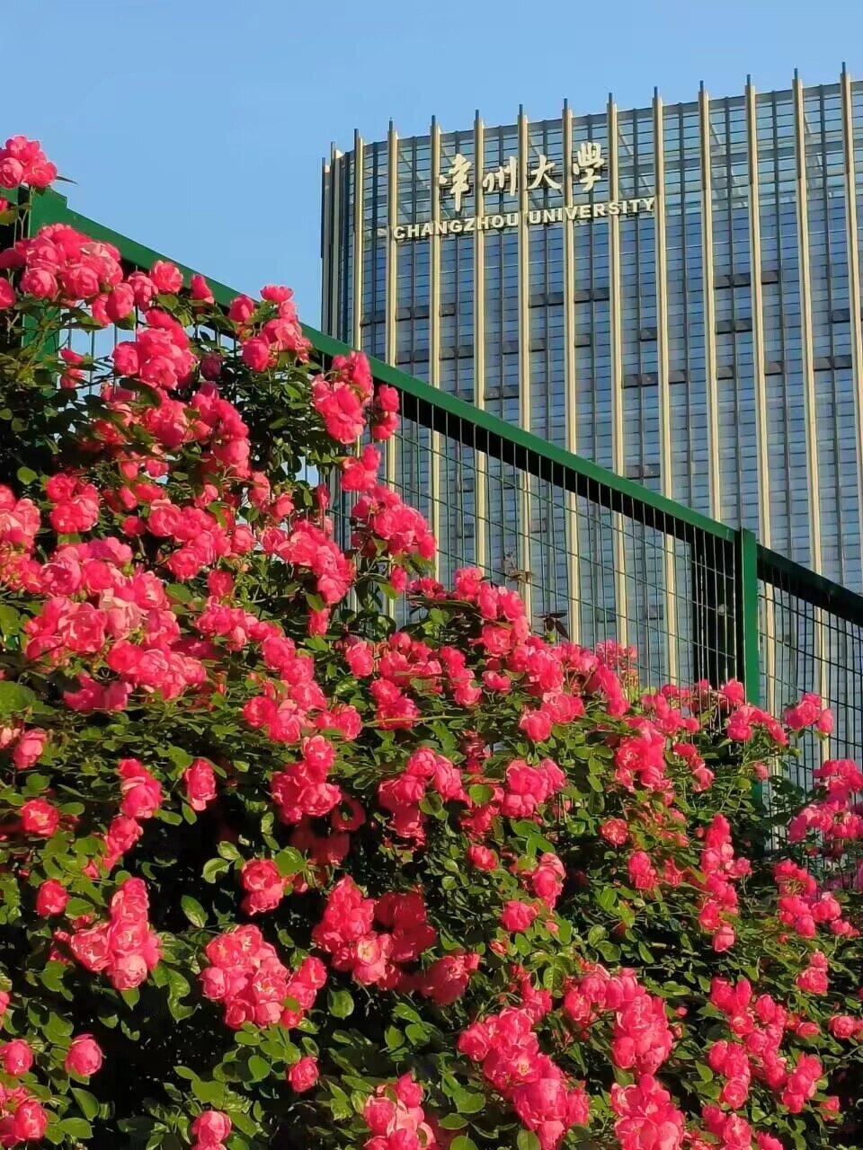 常州大学西太湖校区(教学环境) 一,校内小猫,小狗特别可爱:p1 对猫猫