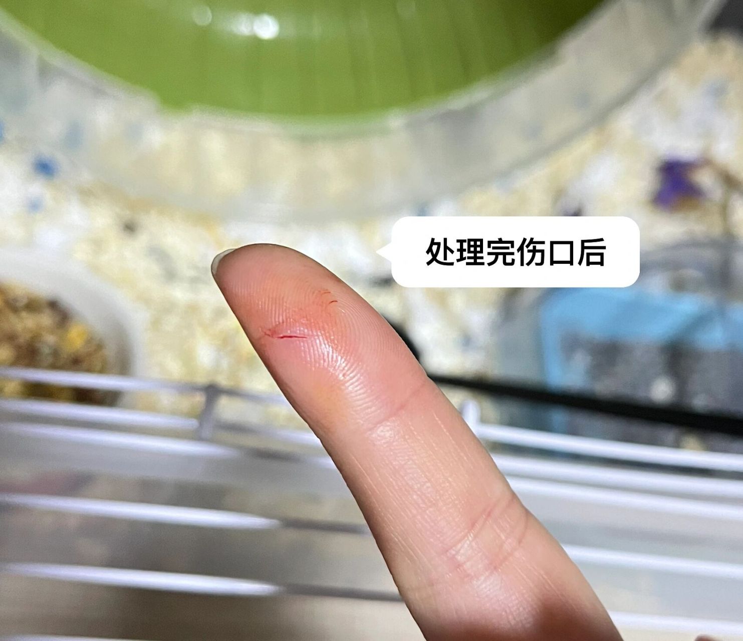 被金丝熊咬了先不要紧张,如果伤口不大,轻微出血只要用肥皂水反复