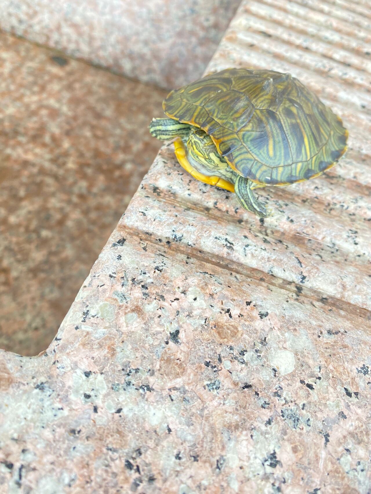 这乌龟98到底是真死还是假死