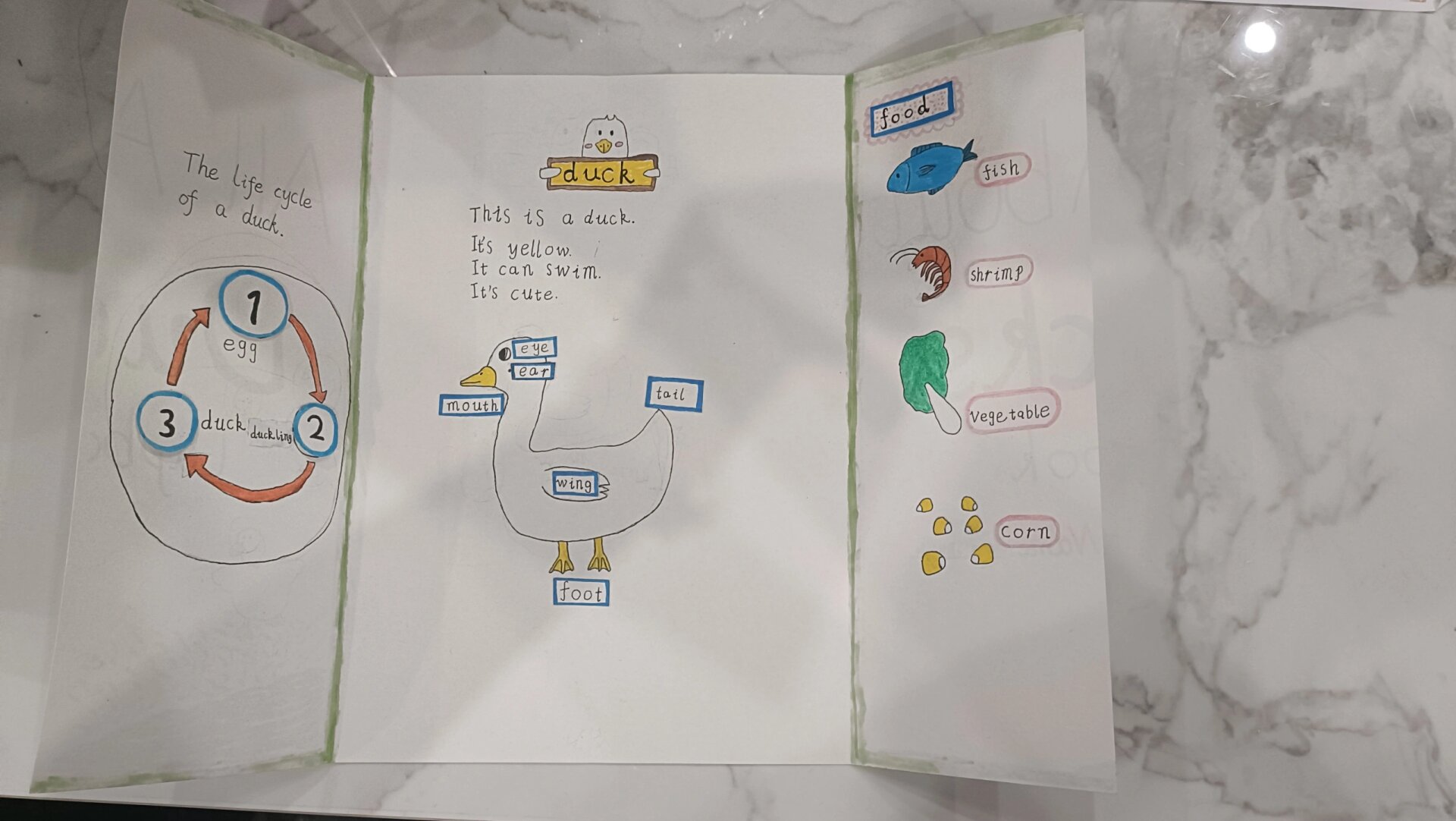 小学生英语翻翻书diy 制作lapbook