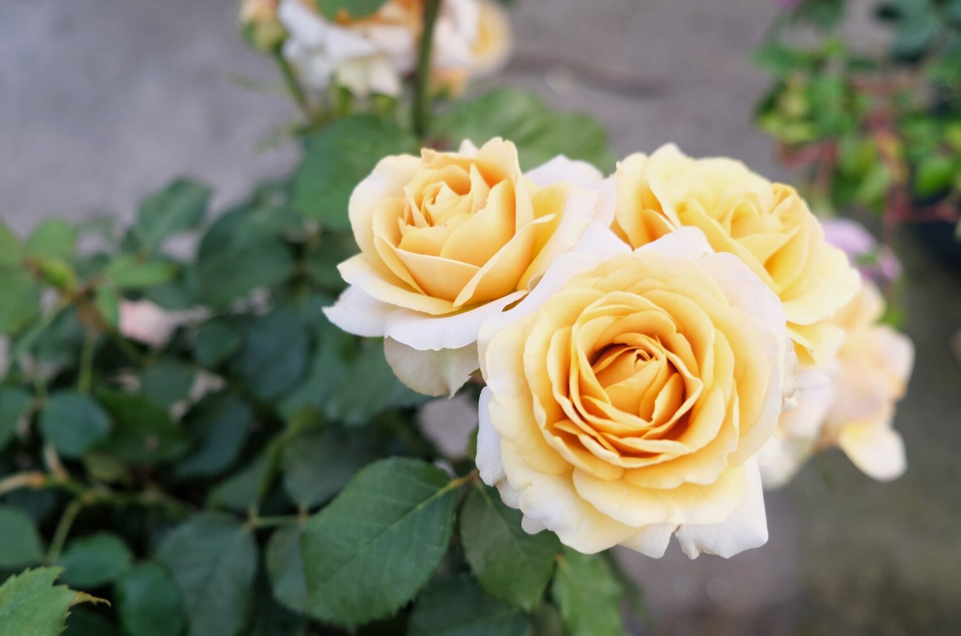 月季品种(32)—松之梦 松之梦,复古色切花月季,直立性好,中香,香味