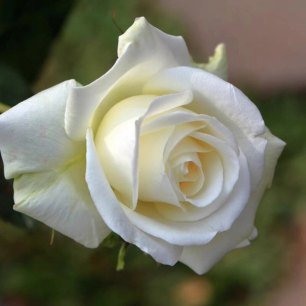 认识鲜花第八天&【白雪山玫瑰花】 白雪山是白玫瑰的一个品种,花语是