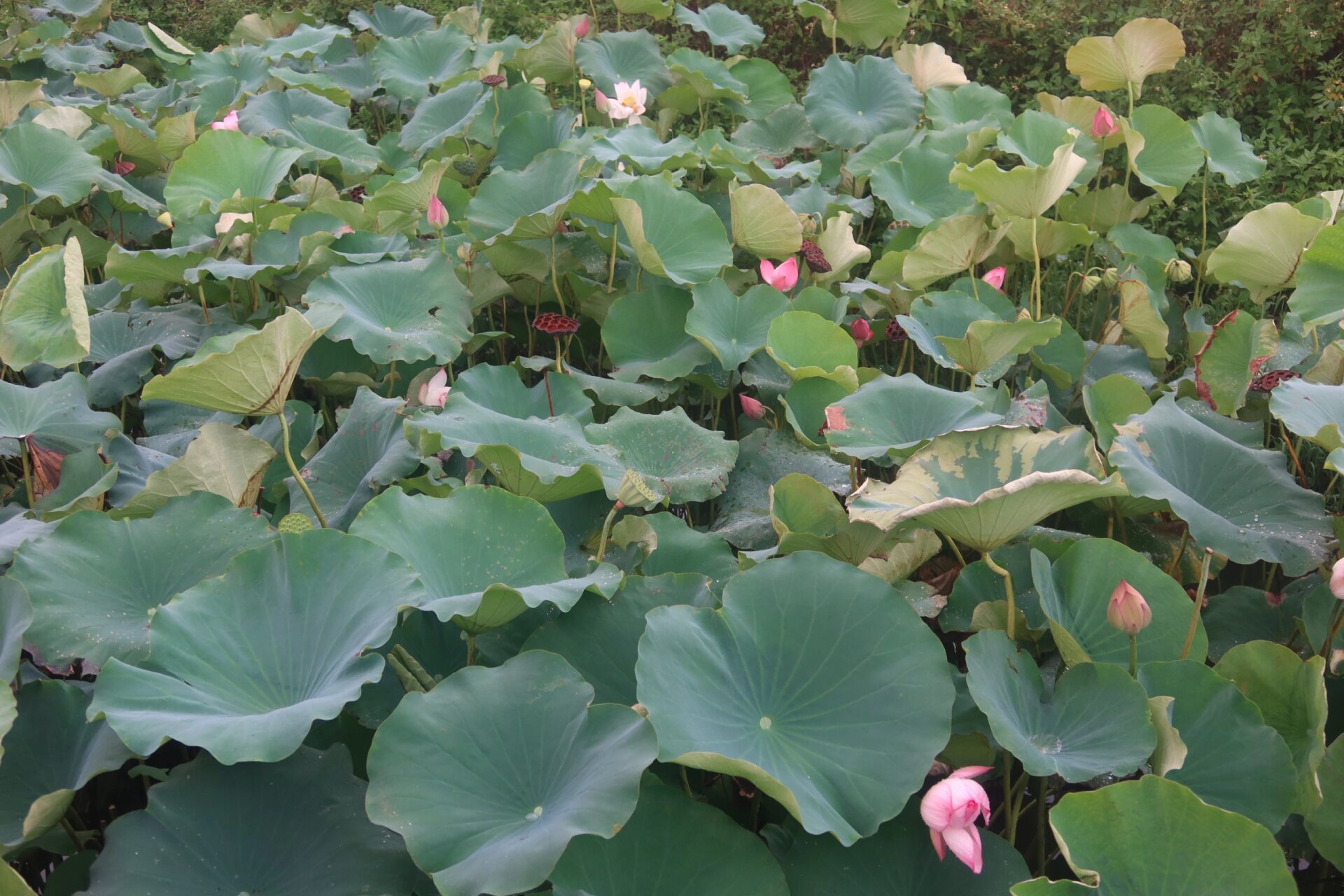 潮阳梅花湿地公园图片