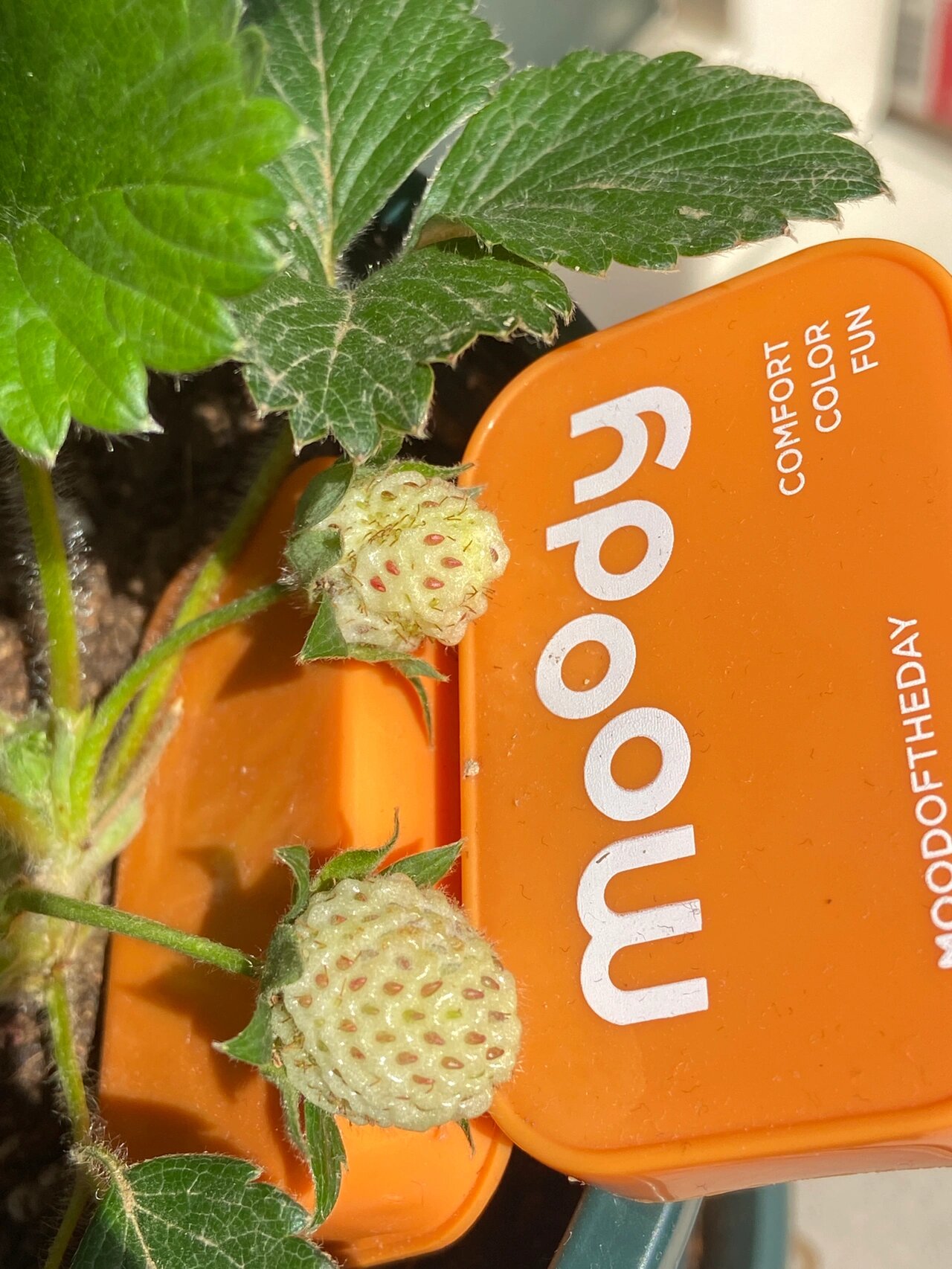 草莓长毛了,怎么办 前几天看长毛了,就用手擦了一下,擦不掉.