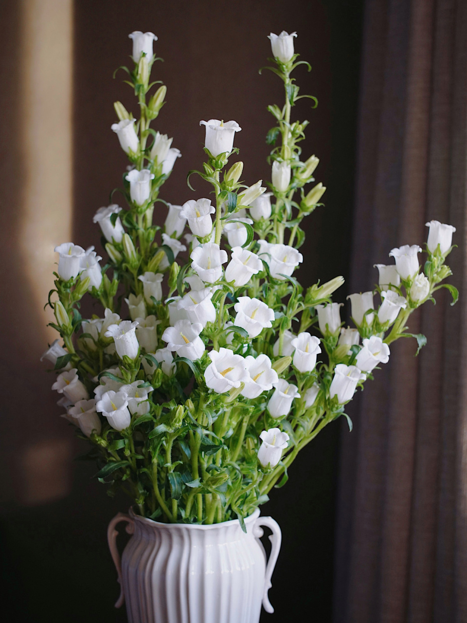 风铃花💐|白色更显古典～草花推荐👍 超爱的草花品种 新手推荐,耐