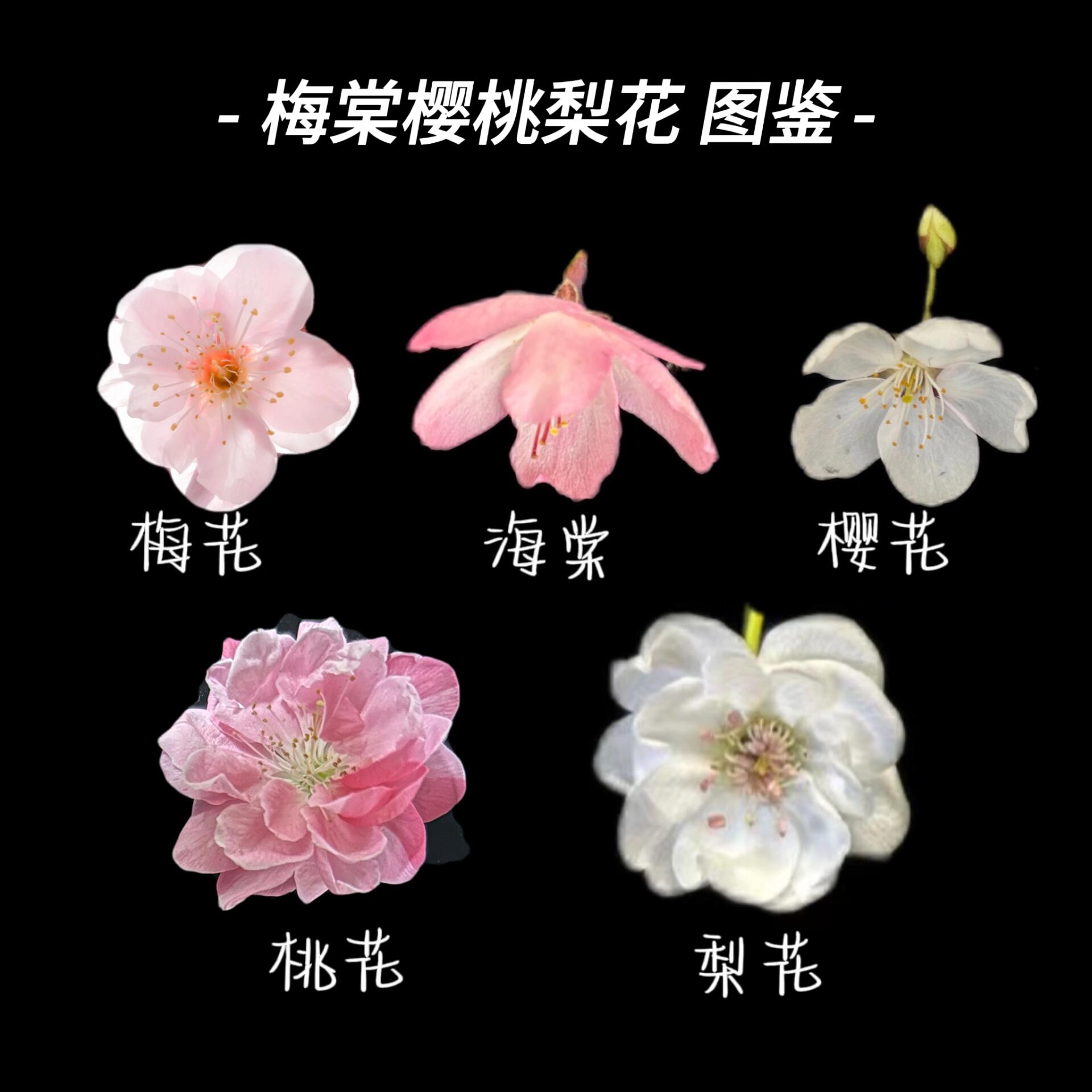 梅棠樱桃梨花图鉴|📍春日赏花必备攻略 春天已经不知不觉来了,百花