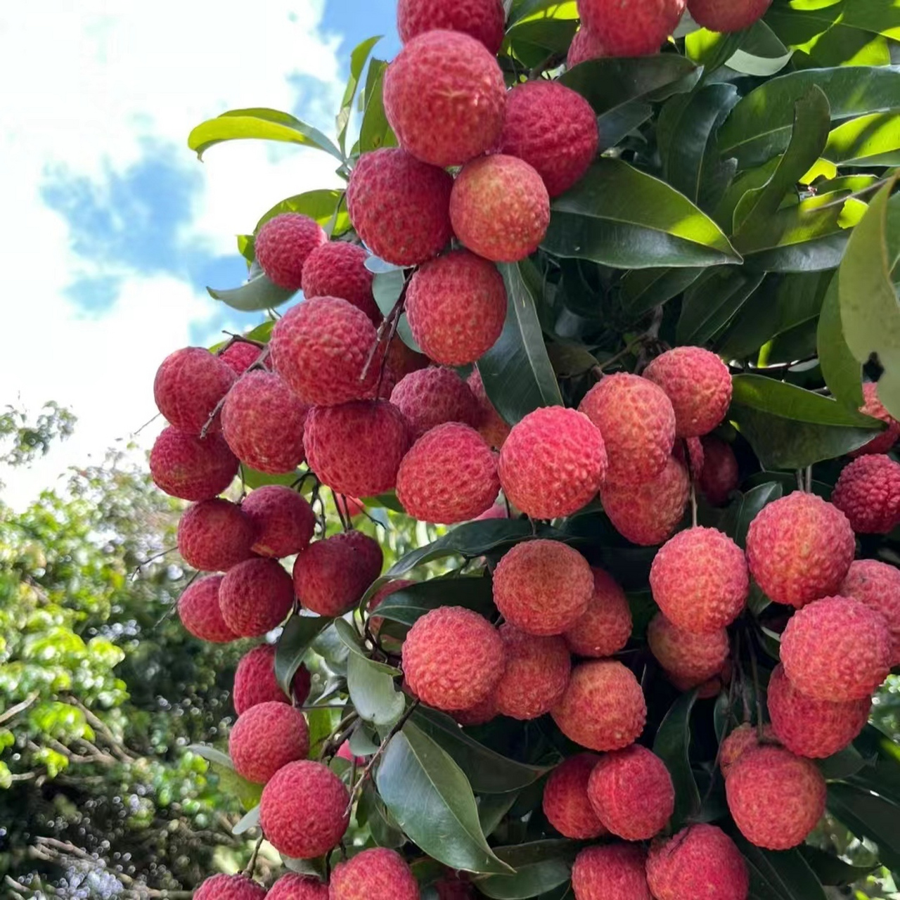 荔枝树图片 荔枝树是亚热带果树,属于无患子科荔枝属常绿乔木.