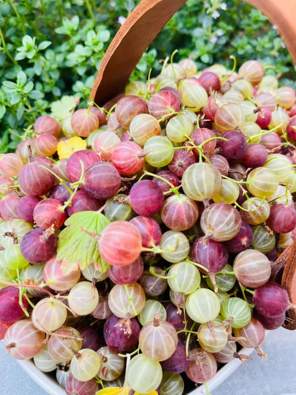 采摘的喜悦,灯笼果熟了 采摘的喜悦,灯笼果熟了,不挑土壤耐旱耐贫瘠