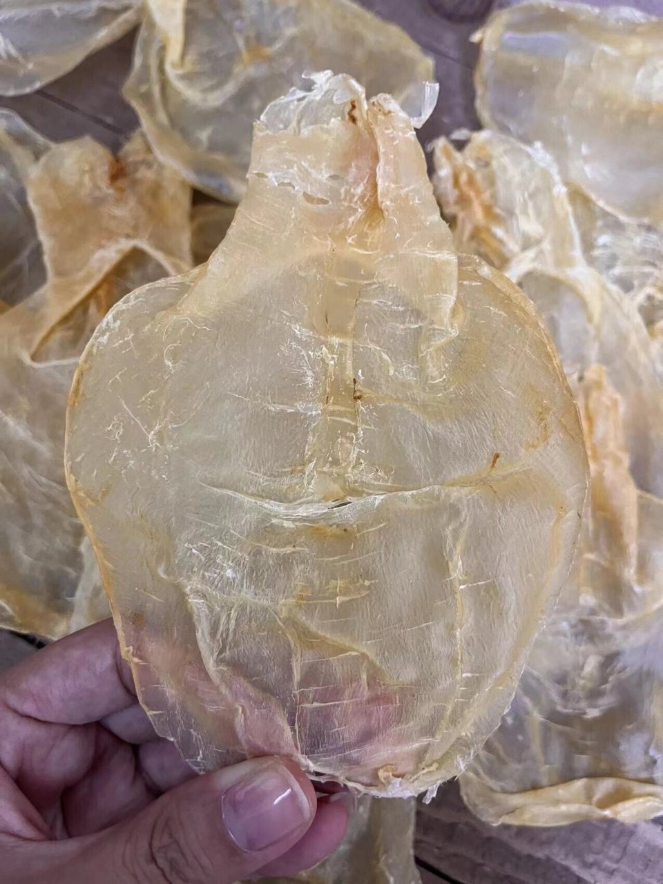 蜘蛛胶片|止ke润肺,提高免益力,补气00养颜 78 黄花胶根据产地和