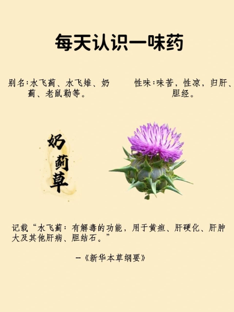 每天认识一味药--奶蓟草 【功效作用】 1.预防脂肪肝 2.