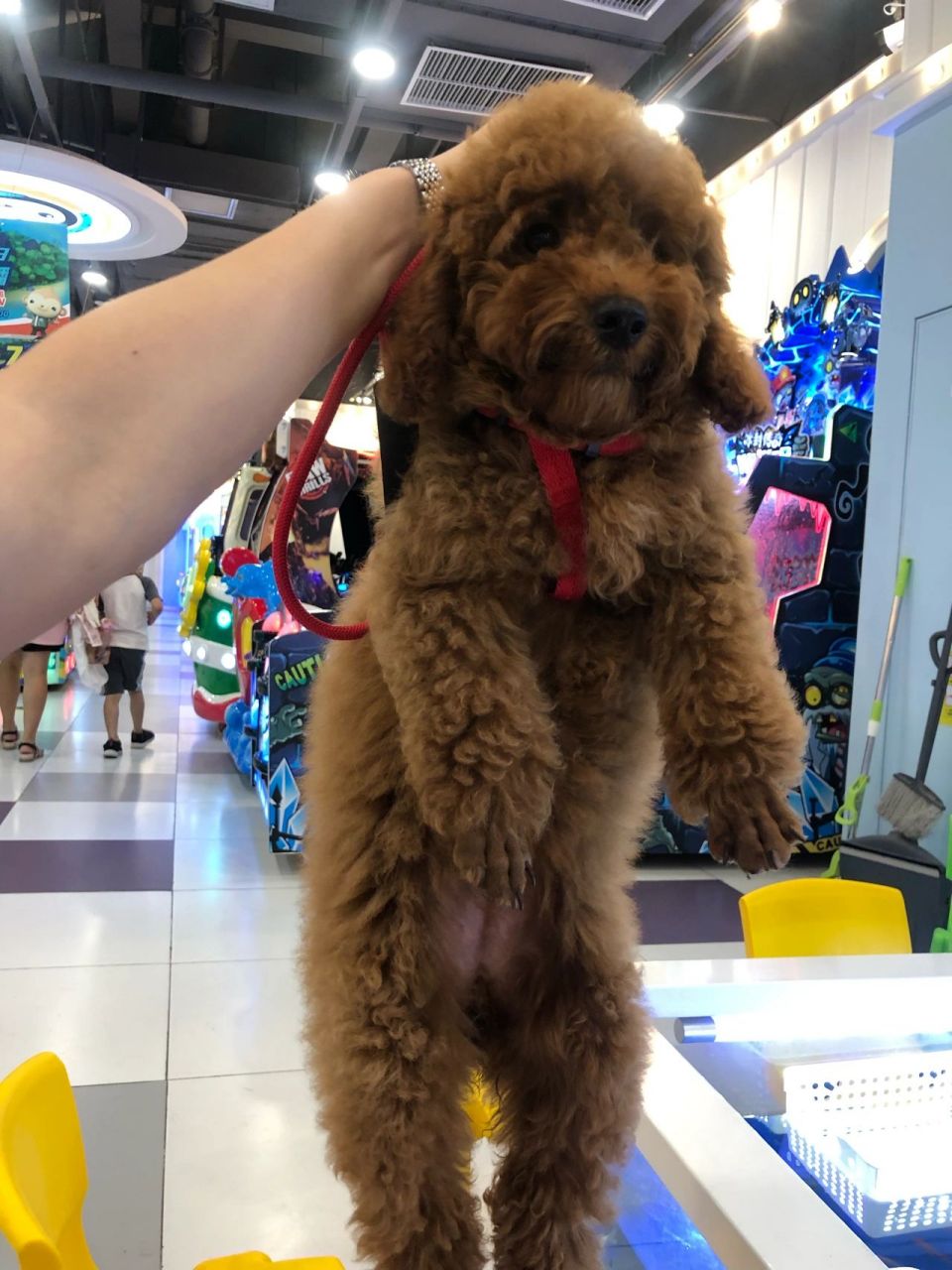 泰迪4个月左右5斤重,成年有多重?