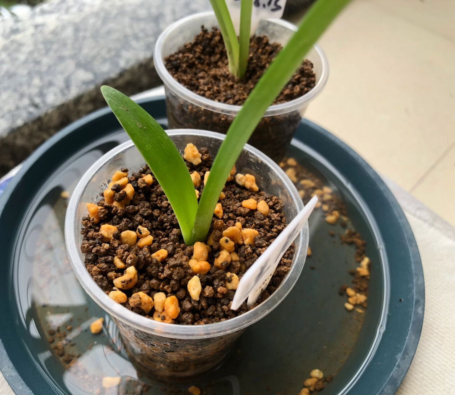 朱顶红小苗兰妮长新叶啦 p1:8.6收货图,拍下规格1cm,实物1.5cm左右.