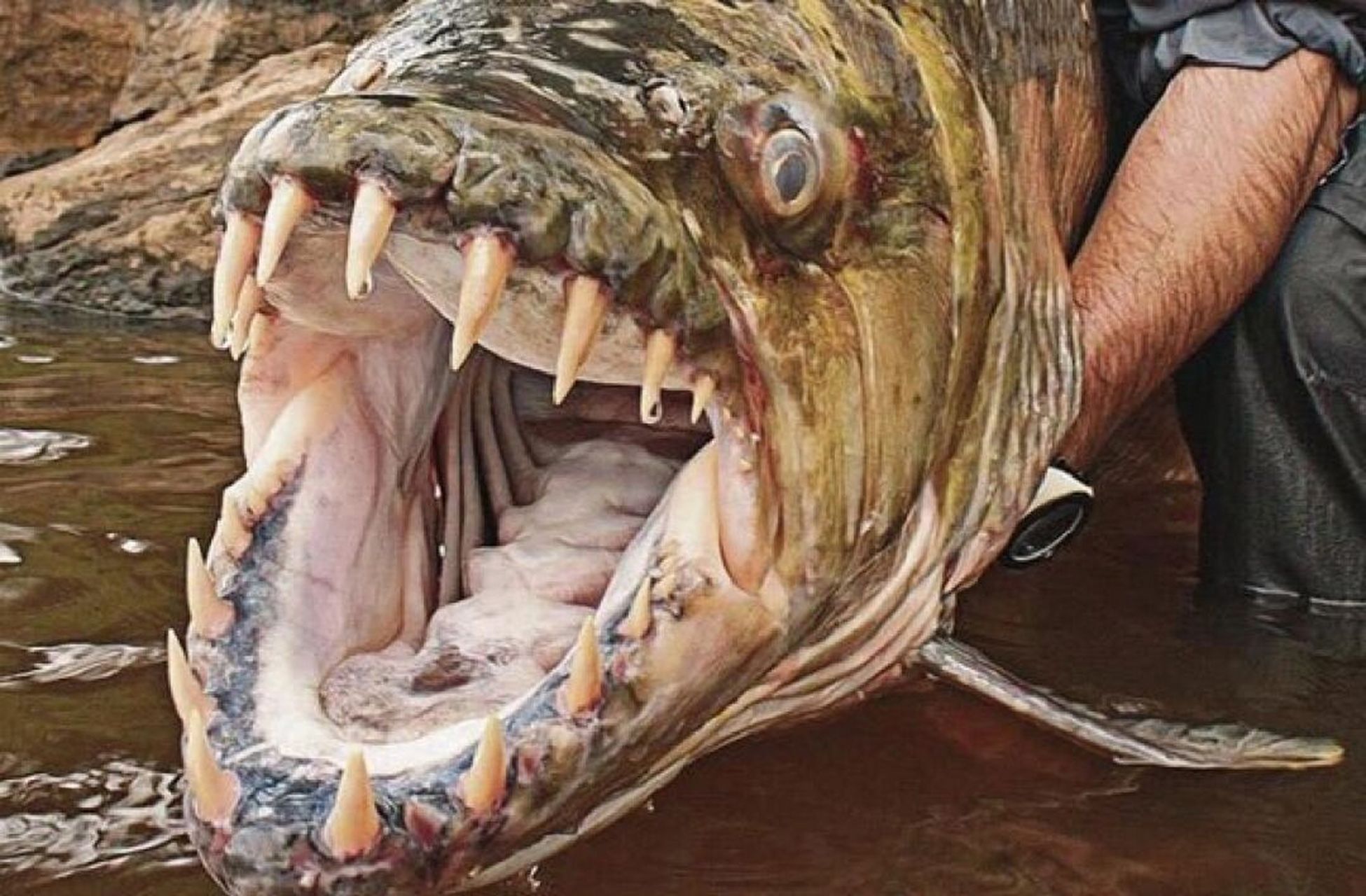白金猛鱼vs巨暴鱼图片