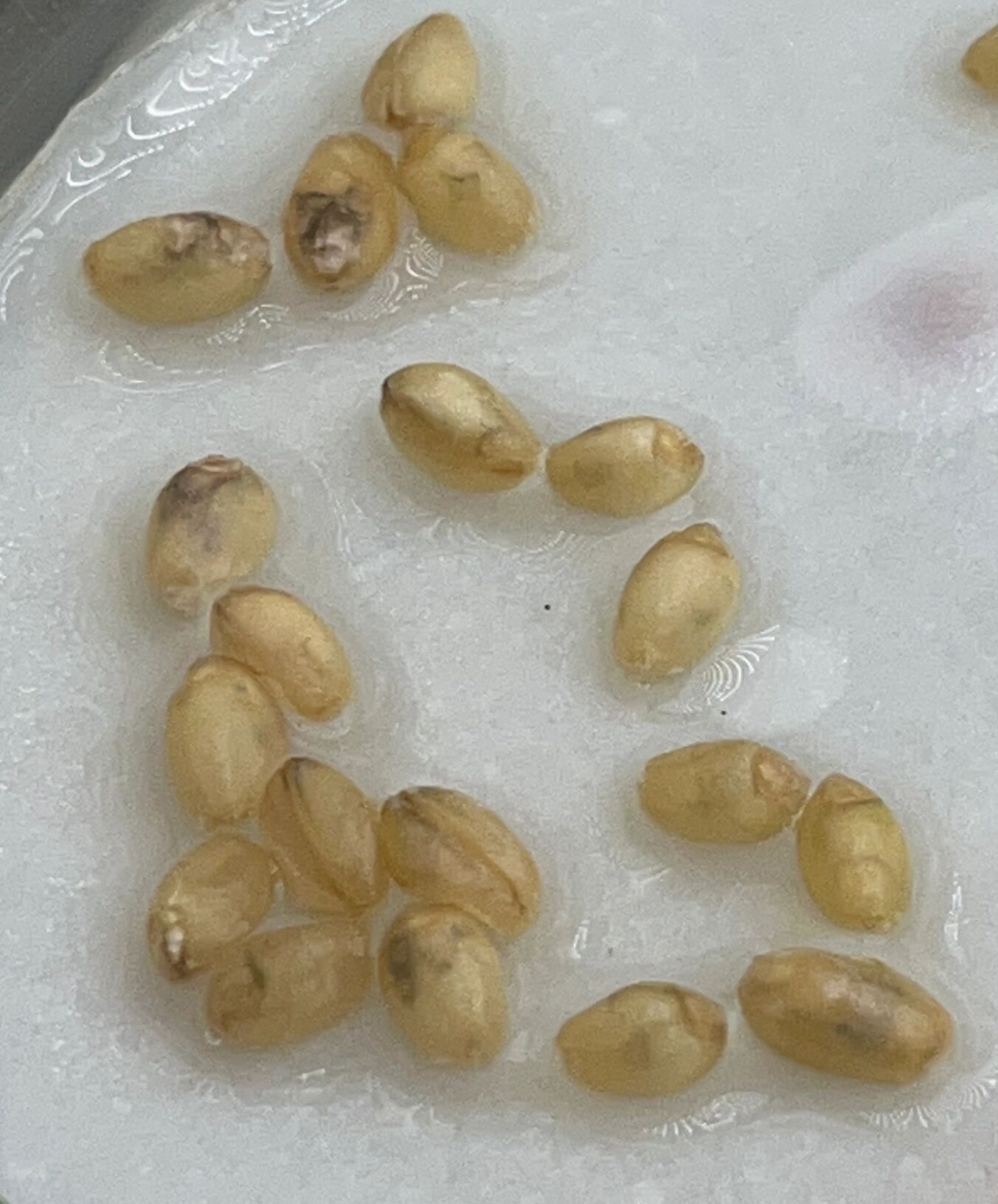 小麦发芽实验 家人们,有没有做过小麦种子的发芽的,这个是种子霉变了
