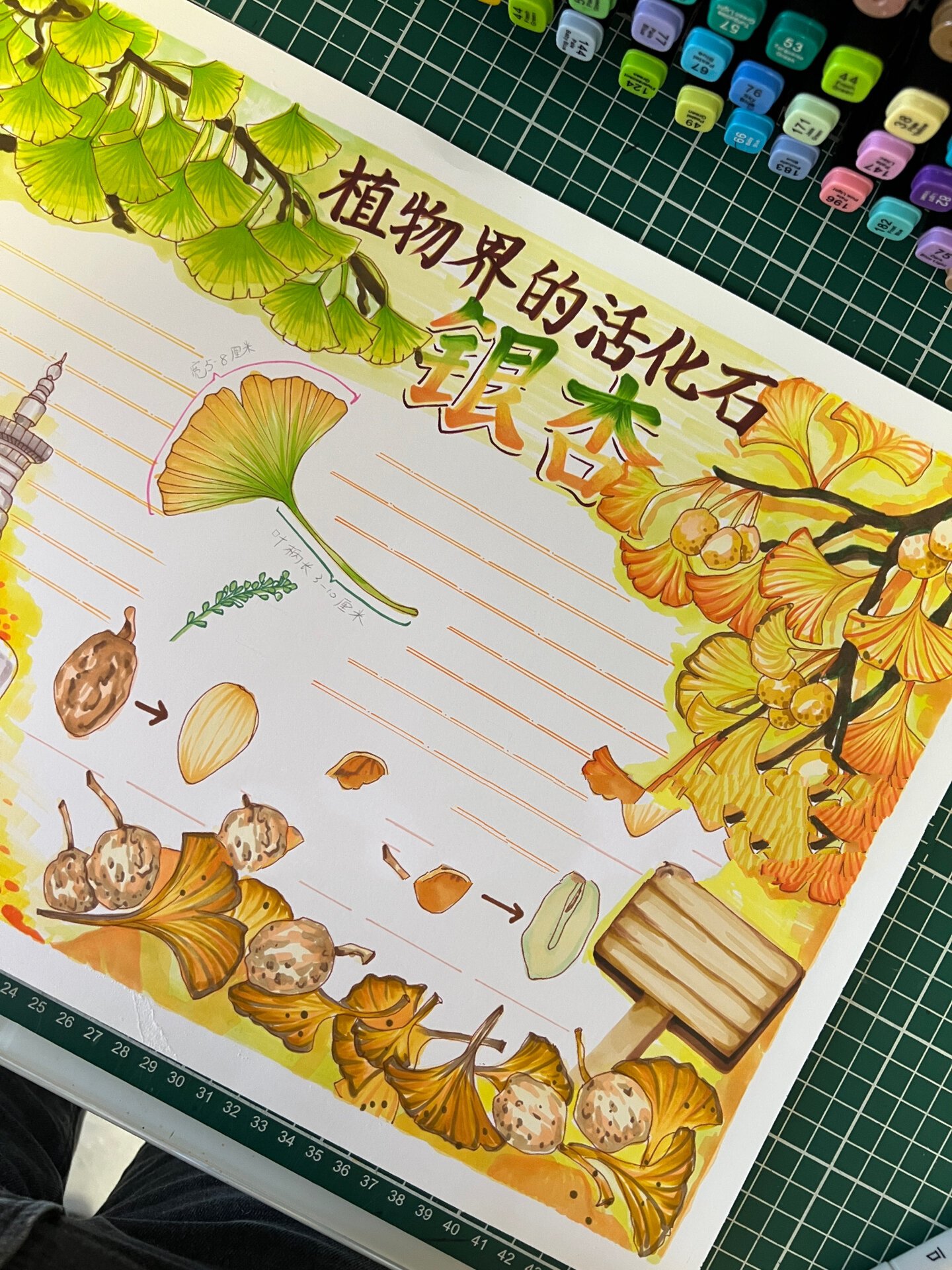 植物自然笔记银杏观察手抄报小学生模板线稿