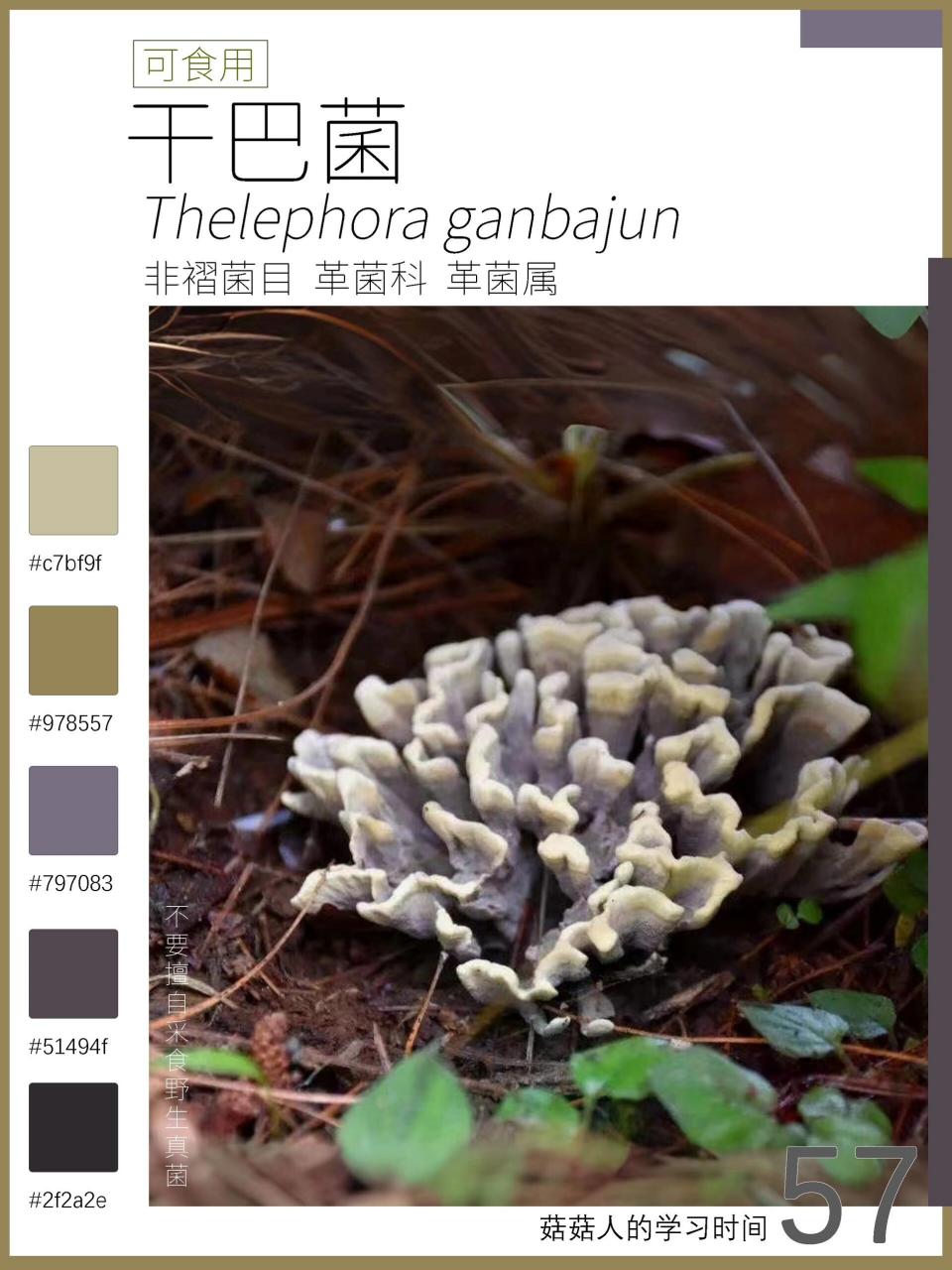 7215中文名:干巴菌,干巴糙孢革菌,牛牙齿菌,干巴革菌,对花菌 拉丁