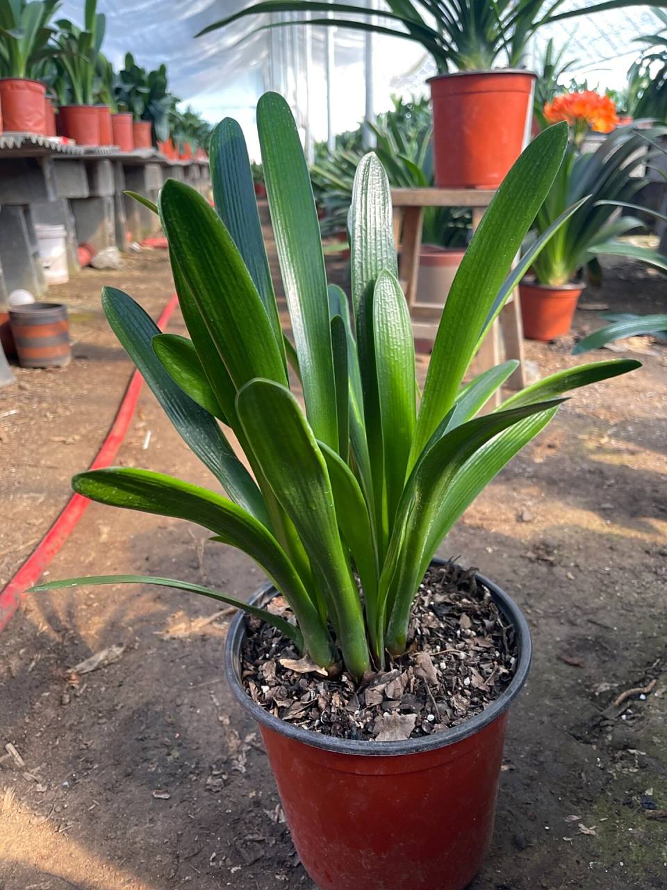 君子兰的群生兰 今天找到一颗不一样的君子兰,"群兰"群兰是整株同根同