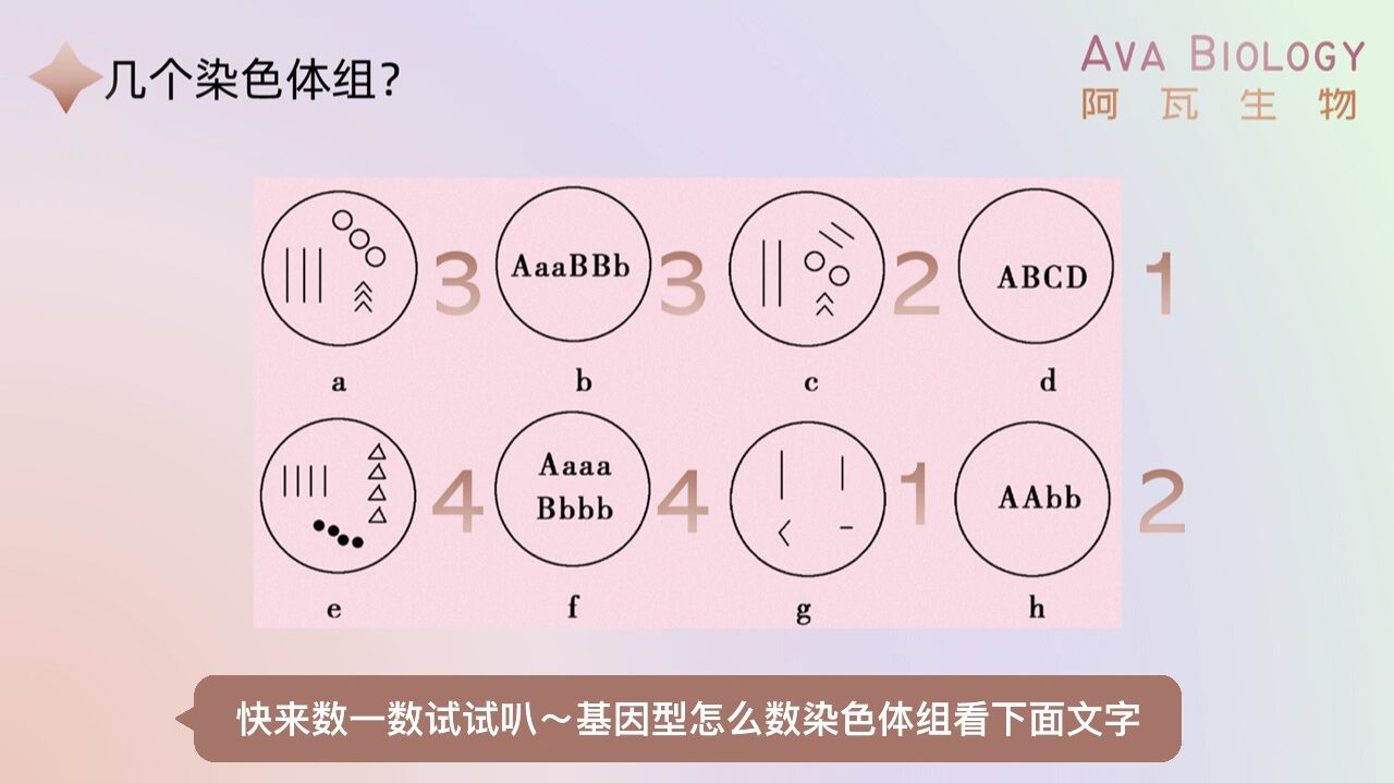 【高中生物】从数口红到数染色体组 p1:我们假用眉笔,眼影,腮红和口红
