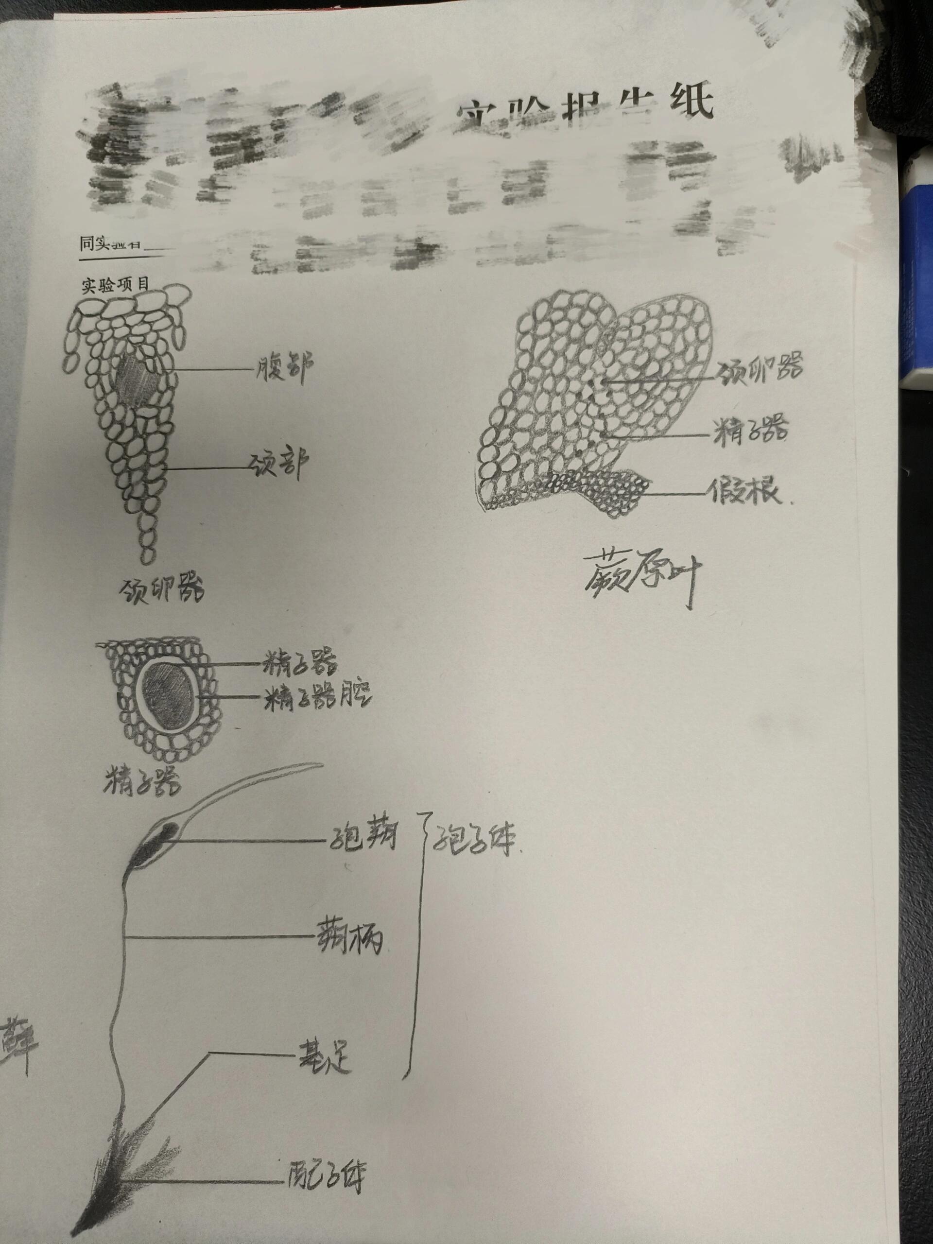 蕨类结构示意图图片