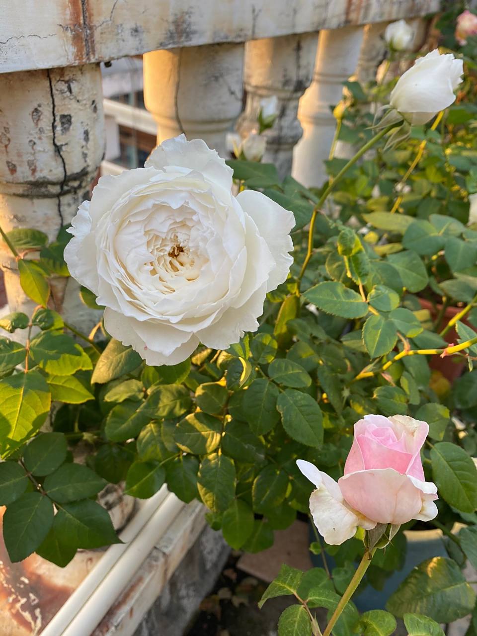 美雪公主,大花浓香的纯白月季 缺点的话,应该是直立性差了点儿,容易垂